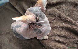 Sphynx cats for sale: 🩷 Sphynx Kitten – Female - Image 5