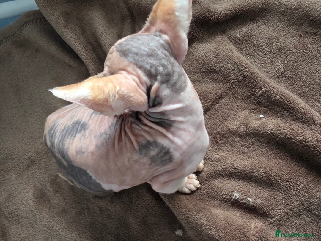 Sphynx cats for sale: 🩷 Sphynx Kitten – Female - Image 5