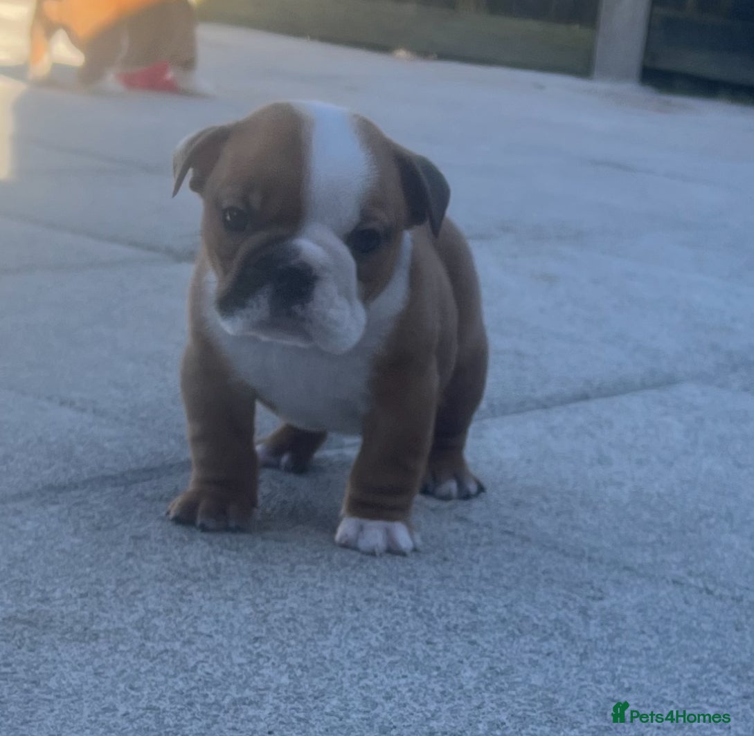 English Bulldog dogs 5 standard bulldogs silver health tested parents  - Advert 2