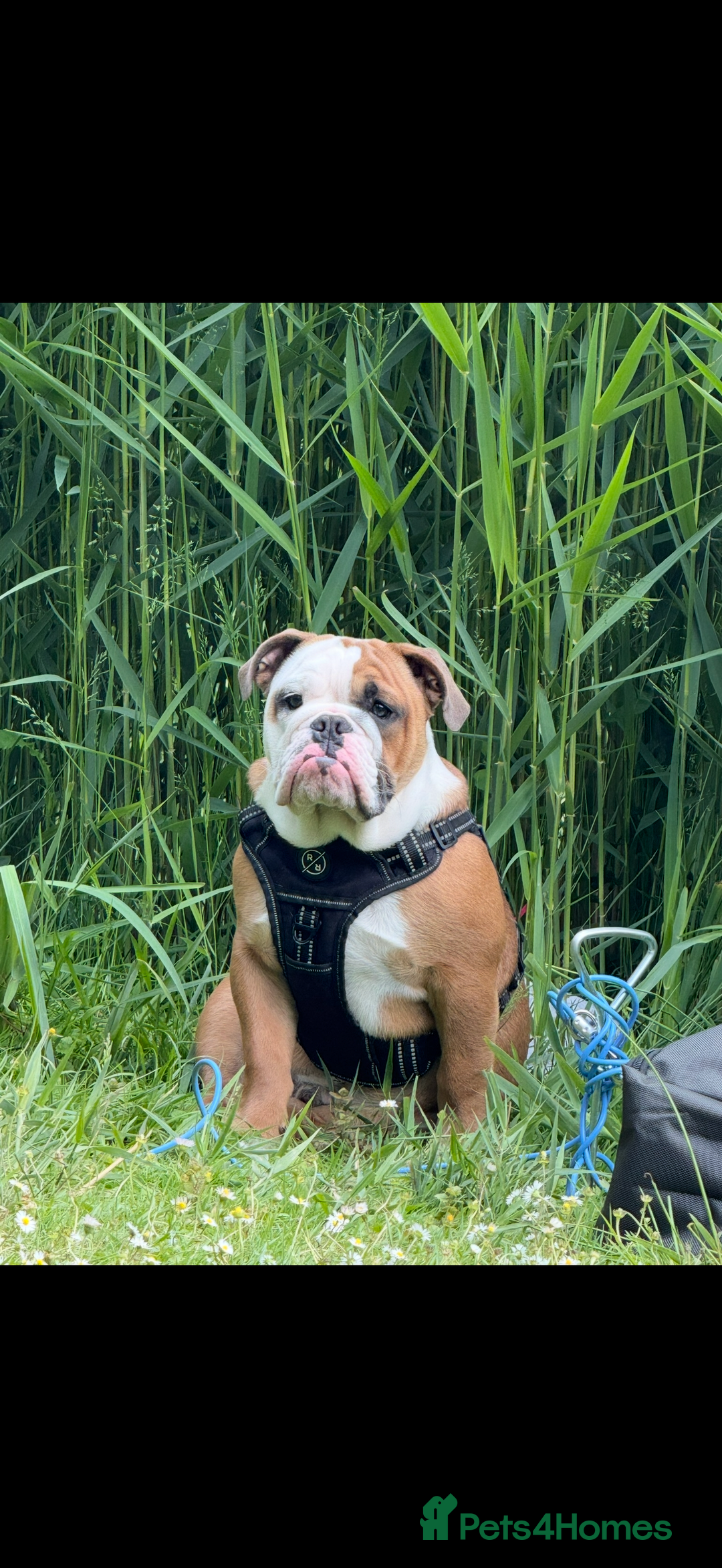 English Bulldog dogs for sale: Tyson - Advert 1