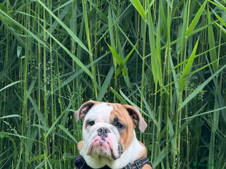 English Bulldog dogs Tyson - Advert 1