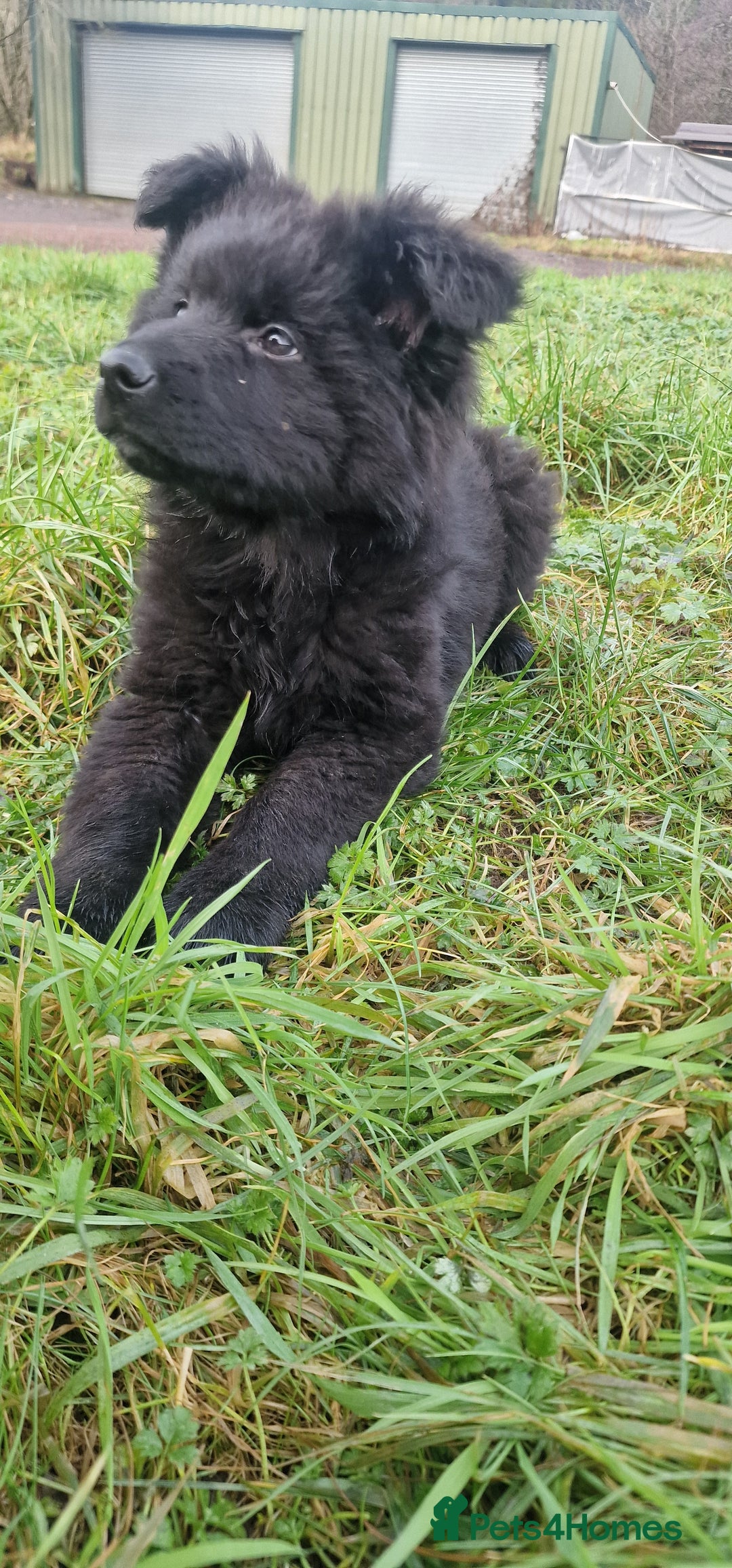 German Shepherd dogs for sale: German Shepherd pups  - Advert 5
