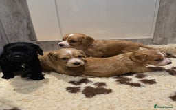 Cocker Spaniel dogs for sale: Golden KC working cocker spaniel puppies  - Image 3