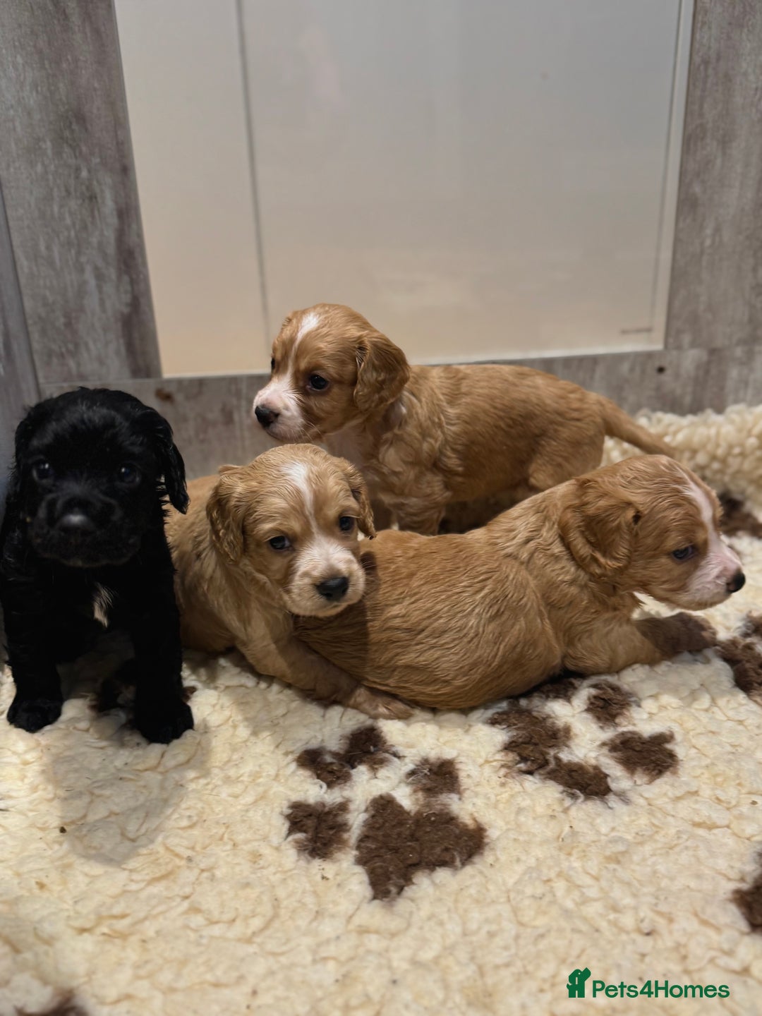Cocker Spaniel dogs for sale: Golden KC working cocker spaniel puppies  - Image 3