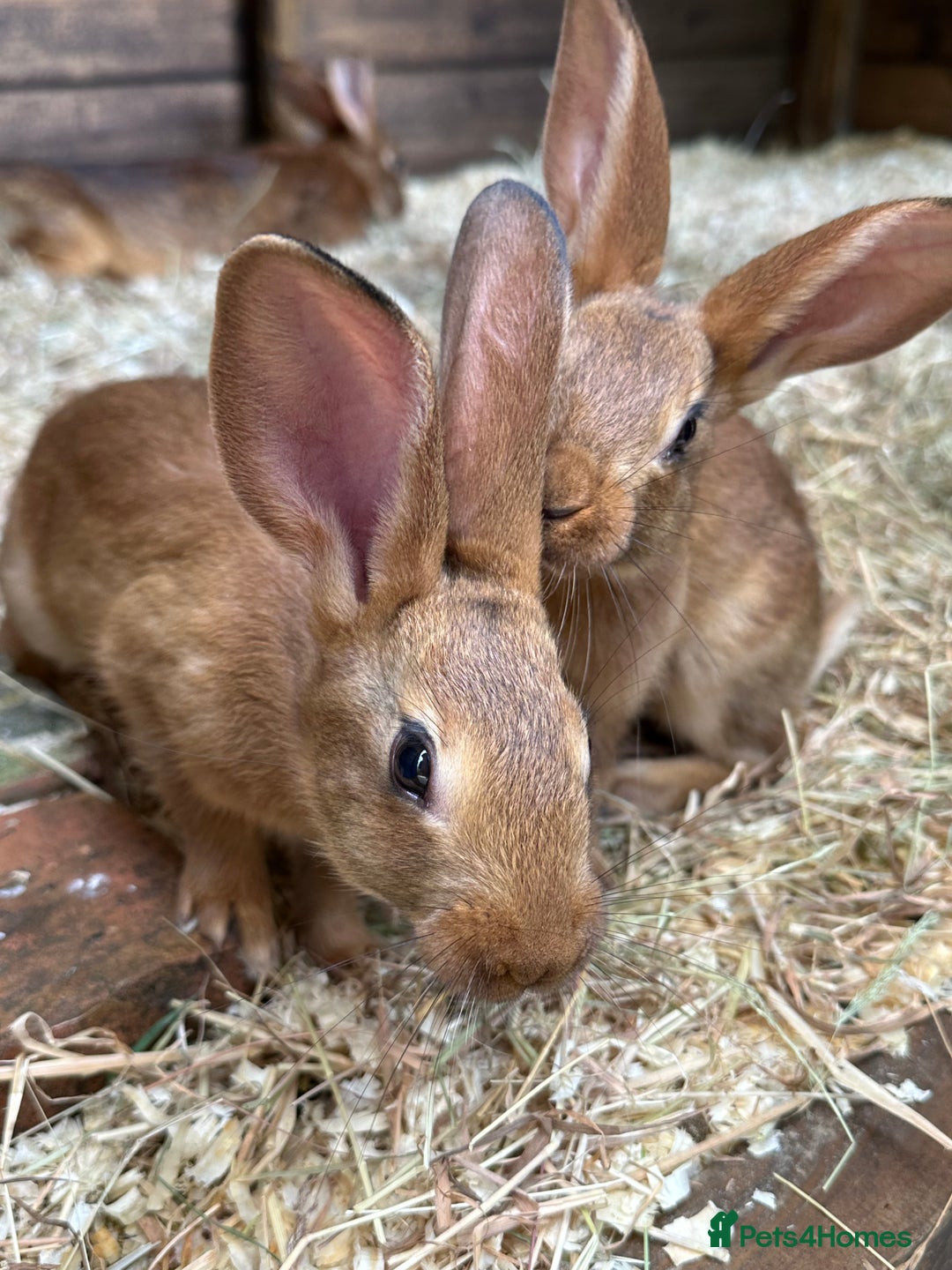 Belgian Hares rabbits for sale: Belgian Hares - Cheshire  - Image 4