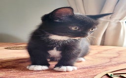 Domestic Shorthair cats for sale: 2 beautiful boys - Image 5