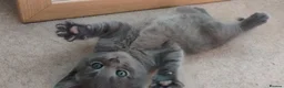 Mixed Breed cats for sale: 3 beautiful kittens looking for a forever home - Advert 8