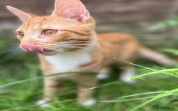 Mixed Breed cats for sale: 2 boys ready for new home - Image 11