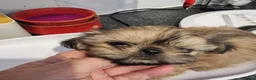 Shih Tzu dogs for sale: Kc reg Stunning tiny baby 2 boys - Advert 18