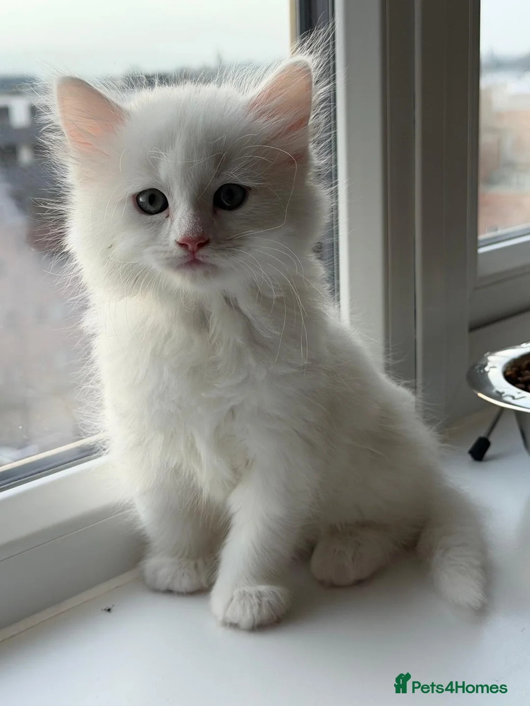 Ragdoll cats for sale: Ragdoll X British Short Hair in Staines - Advert 2