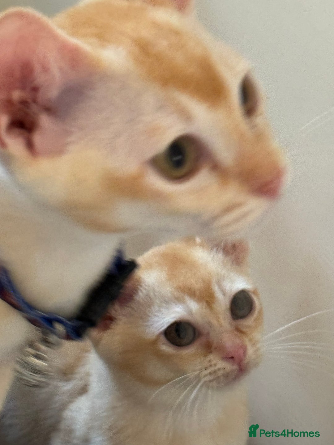 Burmese cats for sale: A fantastic litter of 7 Burmese babies  - Image 31