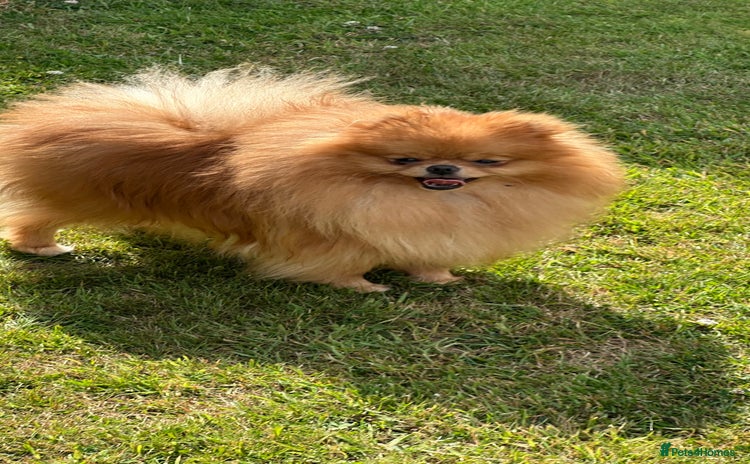 Pomeranian dogs - Advert 1