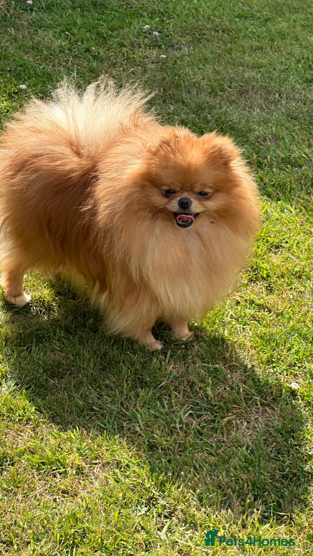 Pomeranian dogs for stud: Orange boy chocolate producer Stud  - Image 1