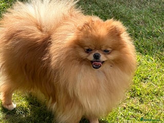 Pomeranian dogs - Advert 36