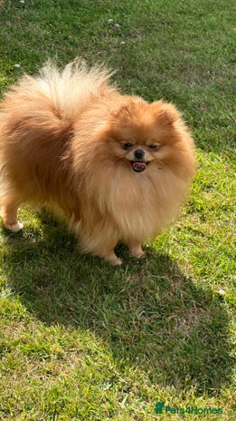 Pomeranian dogs for stud - Advert 1