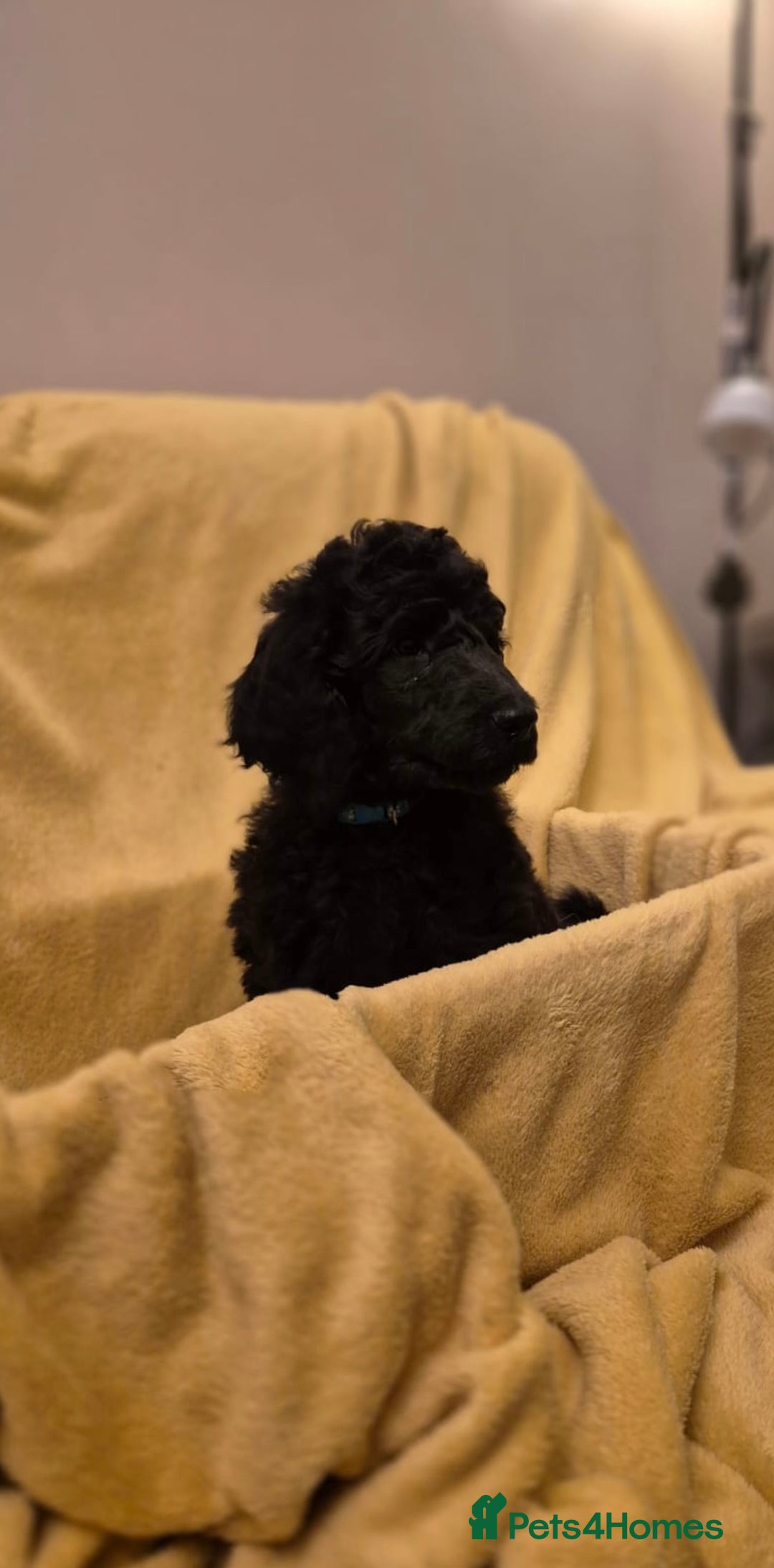 Standard Poodle dogs for sale: outstanding litter of standard poodle pups - Advert 12