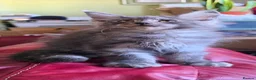 Maine Coon cats for sale: GCCF – Maine Coon kittens - Advert 10