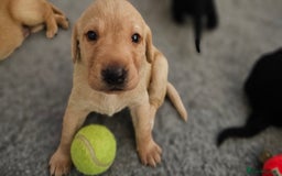 Labrador Retriever dogs for sale: KC Labrador Puppies – Ready 23rd August 🐾 - Image 17