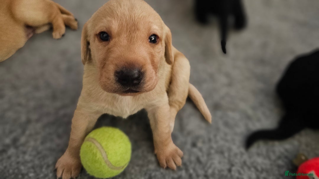 Labrador Retriever dogs for sale: KC Labrador Puppies – Ready 23rd August 🐾 - Image 17