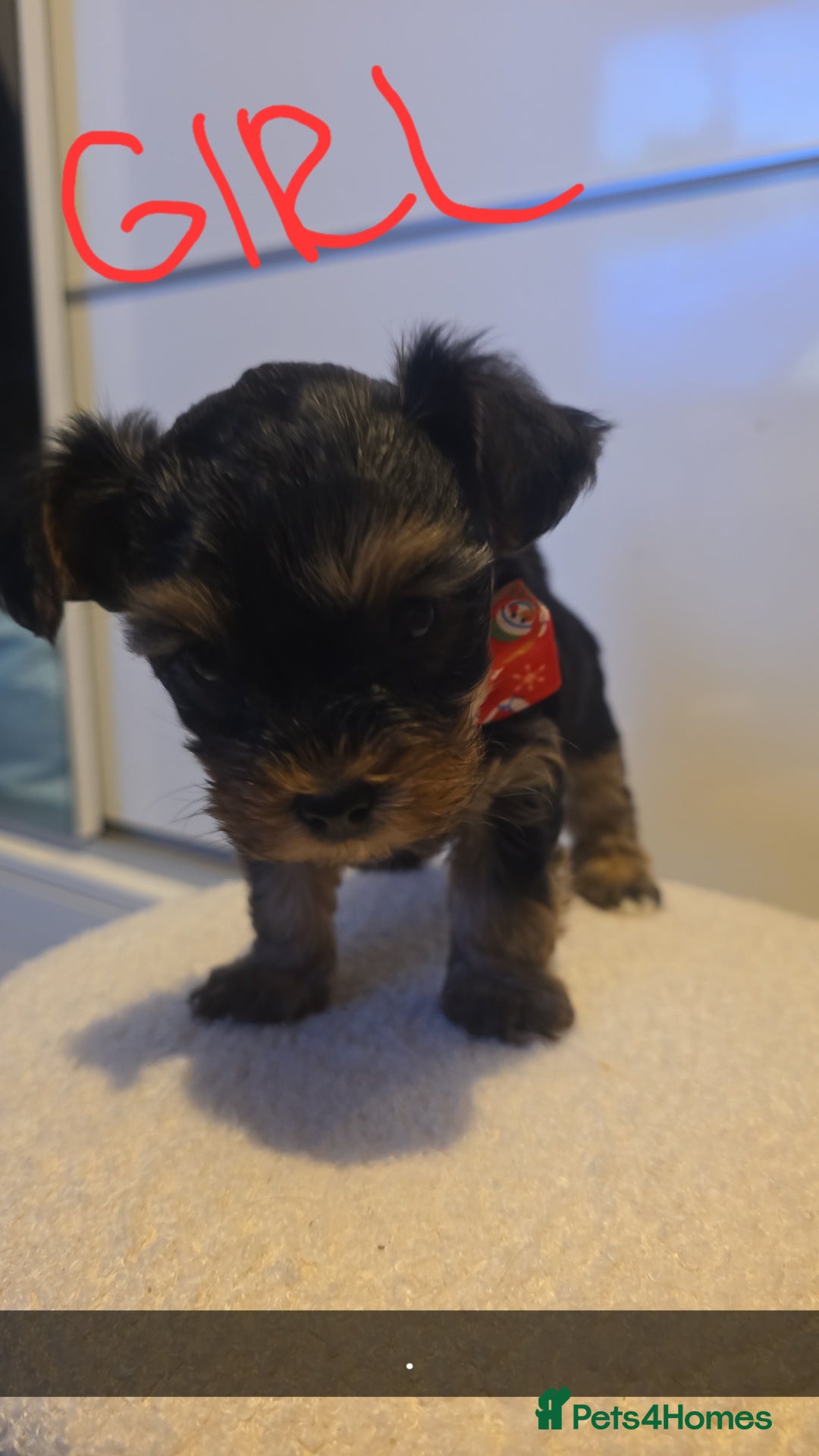 Yorkshire Terrier dogs for sale: Adorable mini yorkies🥰 - Advert 6