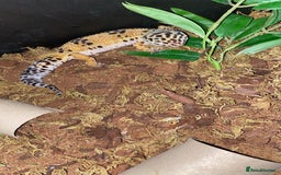 Leopard Gecko reptiles for sale: leopard gecko - Image 9