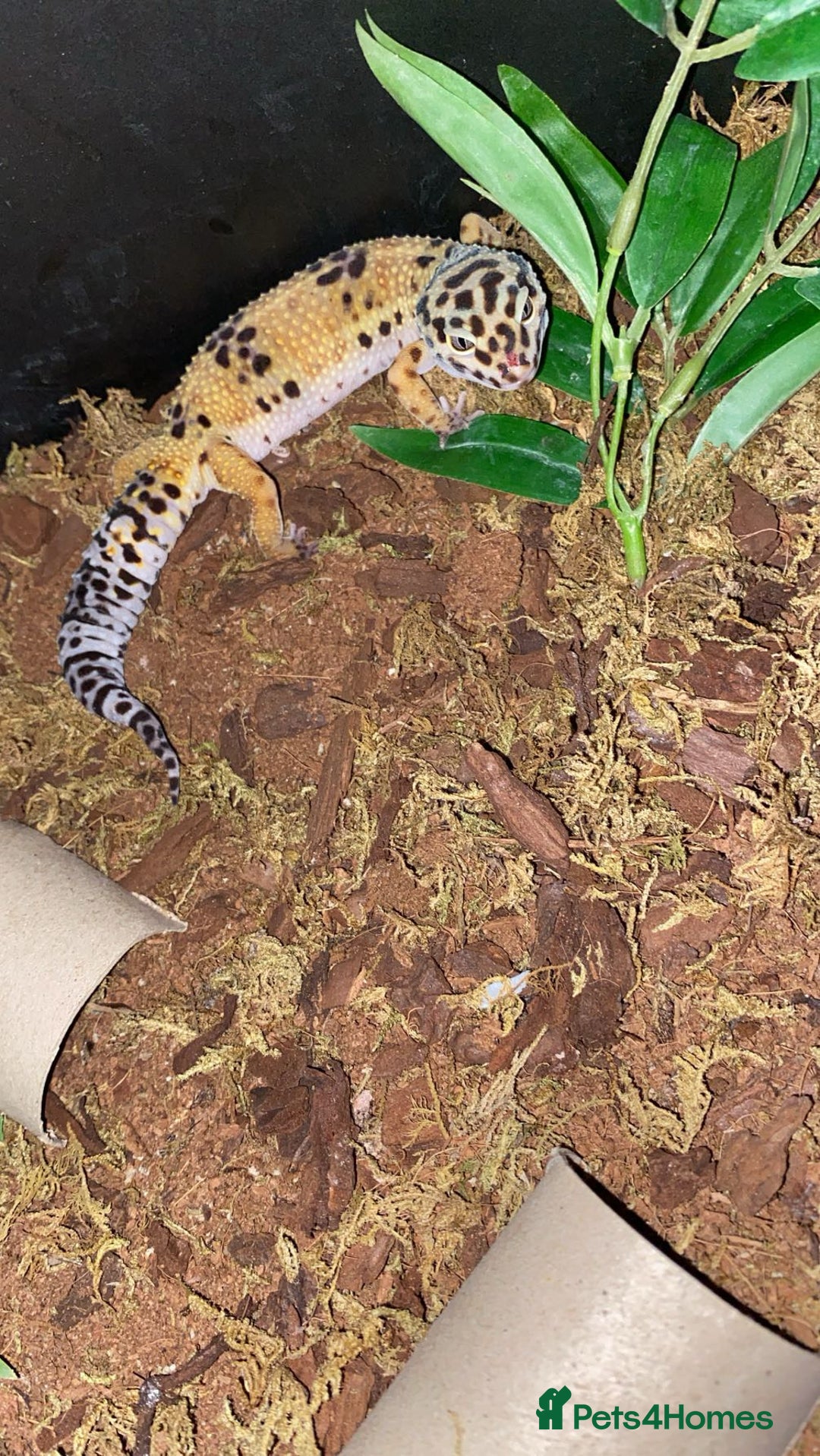 Leopard Gecko reptiles for sale: leopard gecko - Image 9