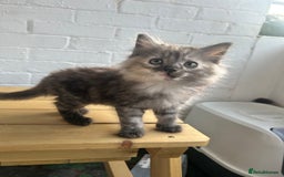 British Longhair cats for sale: Ready to home🤍 3 Black Tabby & 2 Multicoloured - Image 8