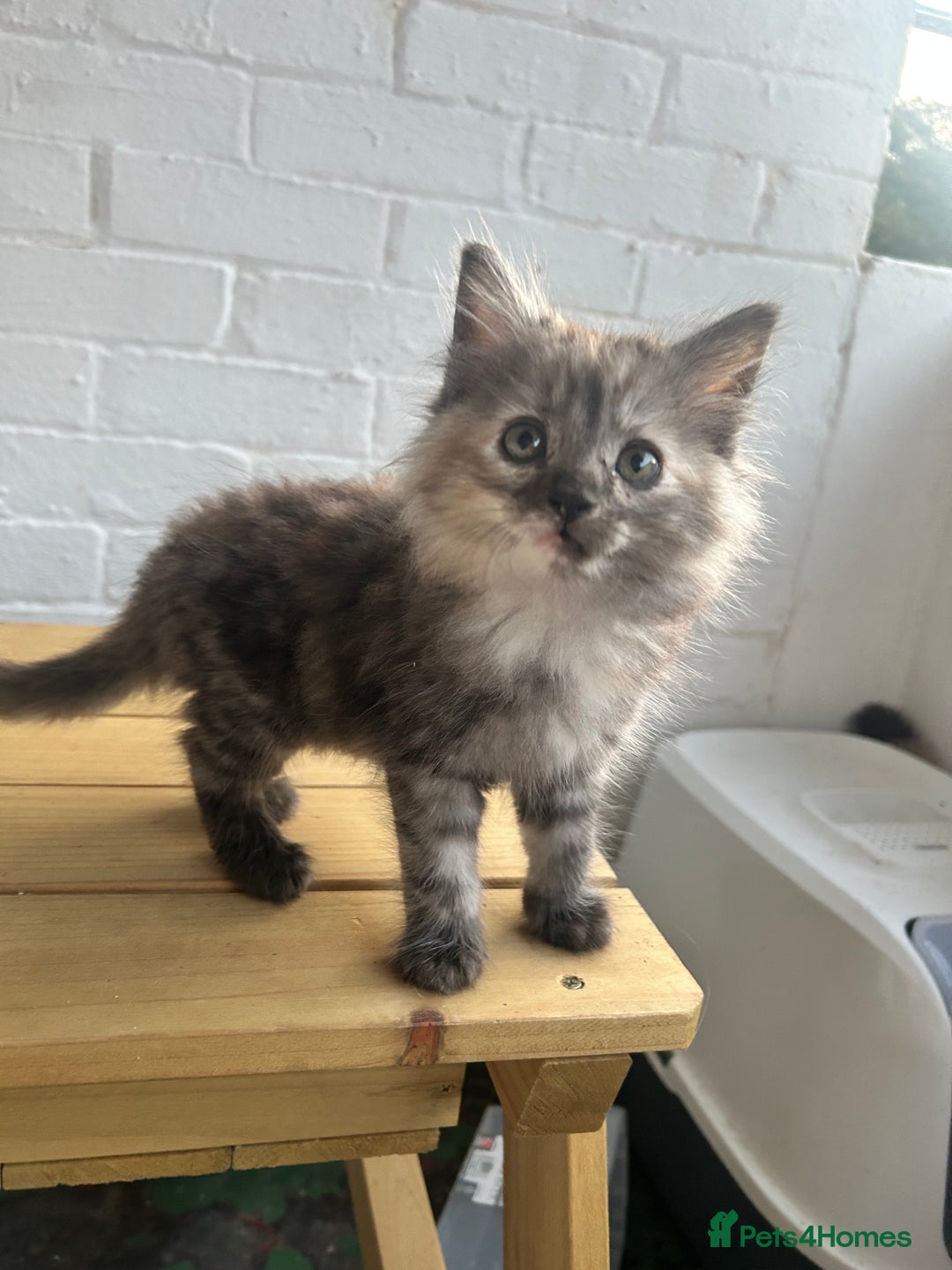 British Longhair cats for sale: Ready to home🤍 3 Black Tabby & 2 Multicoloured - Image 8