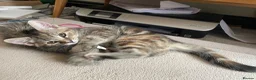 Mixed Breed cats for sale: 2 tabby girl kittens unusual colourings  - Advert 5
