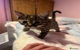Bengal cats for sale: Bengal x Ragdoll Kittens - Advert 5