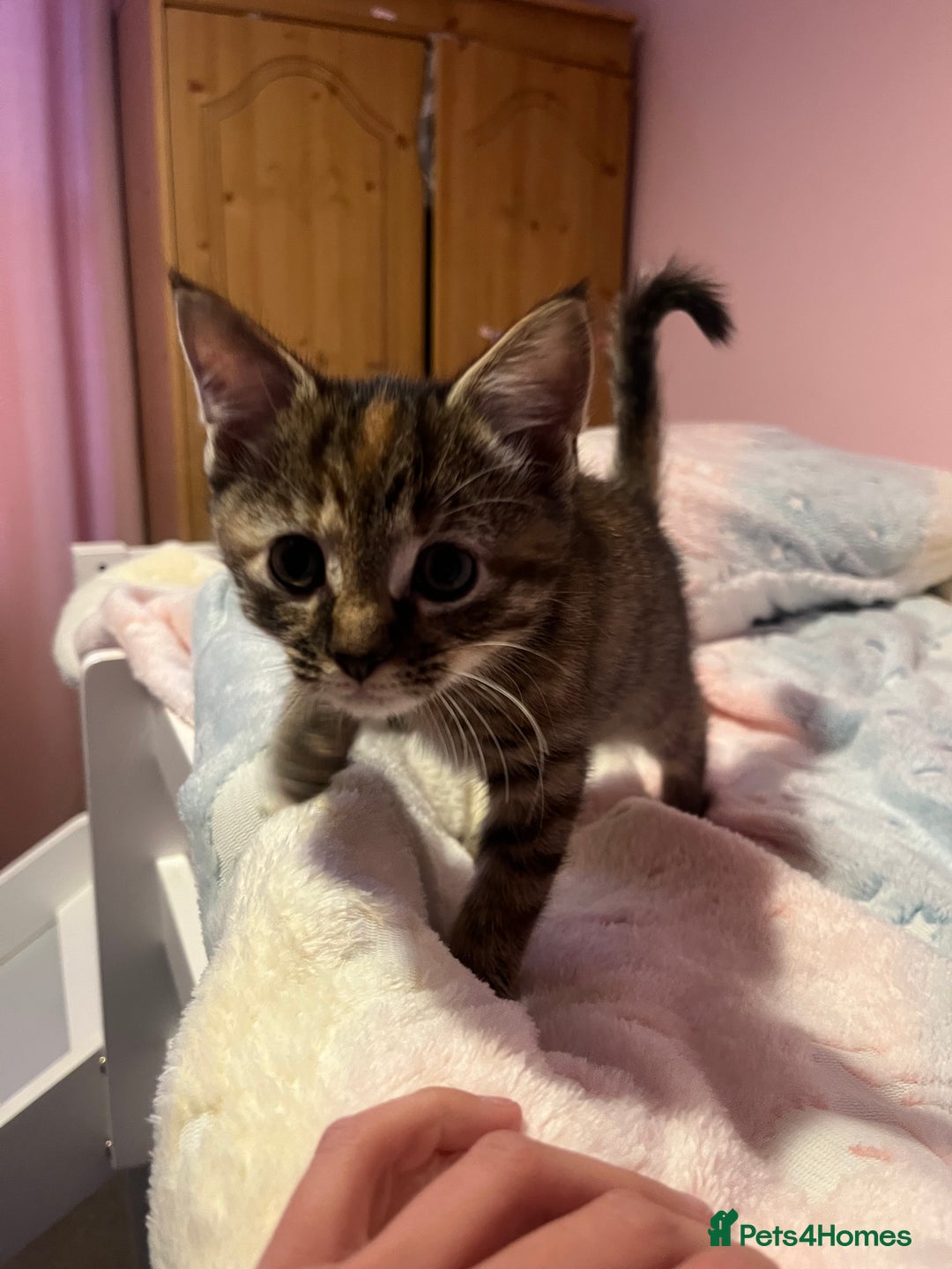 Bengal cats for sale: Bengal x Ragdoll Kittens - Advert 5