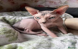 Sphynx cats for sale: 4 Beautiful sphynx kittens available - Image 8