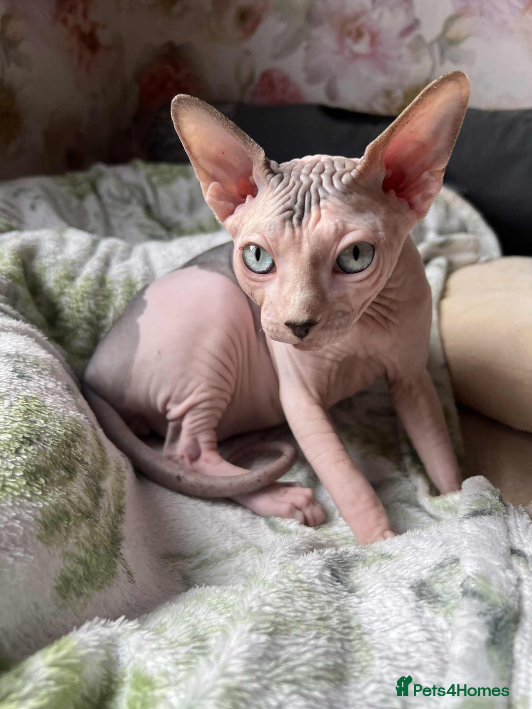 Sphynx cats for sale: 4 Beautiful sphynx kittens available - Image 8