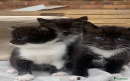 Mixed Breed cats for sale: Fluffy mixed tabby kittens  - Image 8