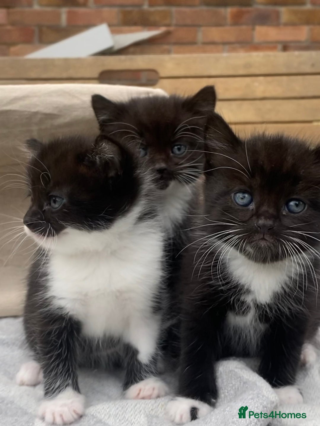 Mixed Breed cats for sale: Fluffy mixed tabby kittens  - Image 8