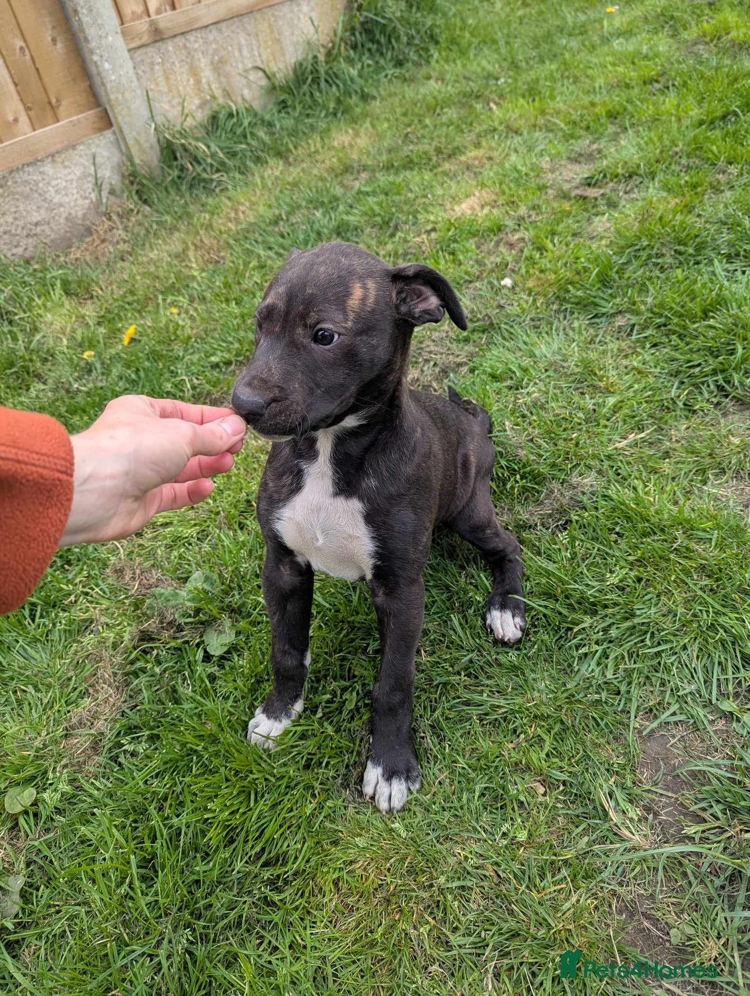 Lurcher dogs Female bull lurcher pup  - Advert 3
