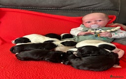 Havanese dogs for sale: 🐾 9 Havanese Puppies for Their Forever Homes 🐾 - Image 1