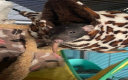 Rat rodents for sale: 3 dumbo rat girls in need of new home  - Image 2