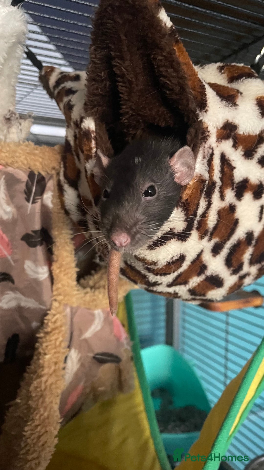 Rat rodents for sale: 3 dumbo rat girls in need of new home  - Image 2