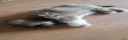 Mixed Breed dogs for sale: Malshi in Doncaster - Advert 4