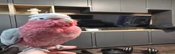 Parrots birds for sale: Galah Cockatoo Hand Reared  - Advert 4