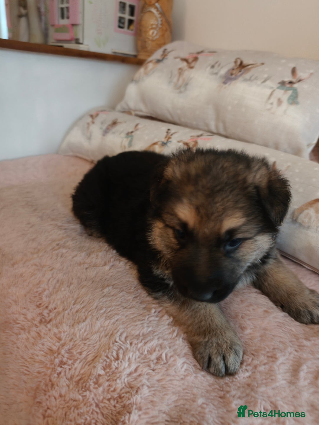 German Shepherd dogs for sale: German Shepherd Puppies - Advert 9