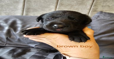 Labrador Retriever dogs - Advert 5
