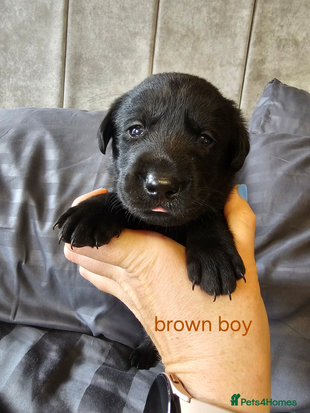 Labrador Retriever dogs for sale: KC Reg Labrador Puppies  - Image 3