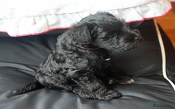 Miniature Schnauzer dogs for sale: KC registered Miniature Schnauzers lovingly reared - Image 7