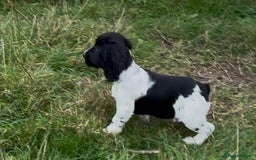 Cocker Spaniel dogs for sale: Cocker spaniel pups - Image 4