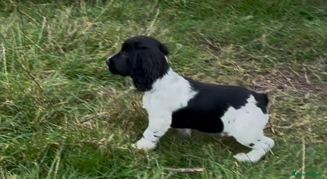Cocker Spaniel dogs for sale: Cocker spaniel pups - Image 4