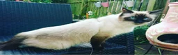 Ragdoll cats for sale: Pure Ragdoll Seal/blue point Lynx kittens - Advert 22
