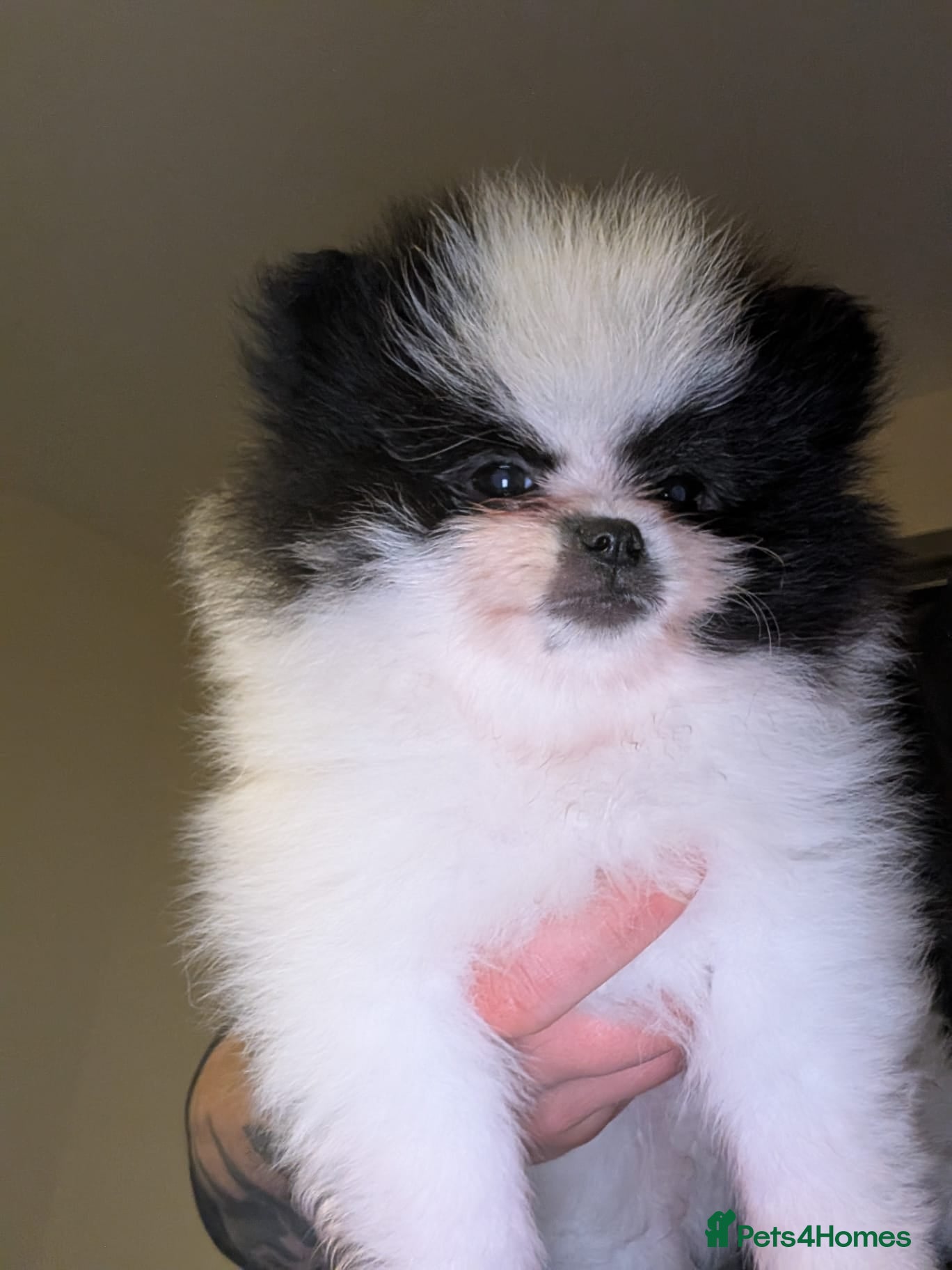 Pomeranian dogs Only 2 Gorgeous KC Pomeranians Left  - Advert 2