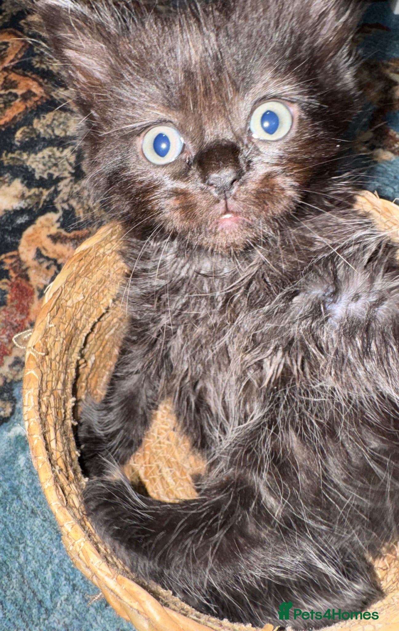 British Shorthair cats British Shorthair kittens not ready for pickup ye - Advert 1